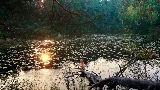 Vorschaubild des Videos Mother's Love Conquers All