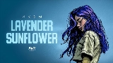 Vorschaubild des Videos Lavender Sunflower