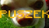 Vorschaubild des Videos TO PIPY