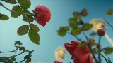 Vorschaubild des Videos Mi Morena